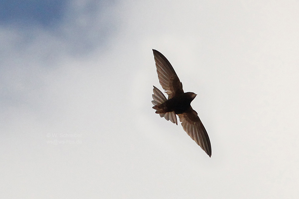 Mauerseglerflugbild